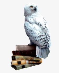 O - Hedwig Harry Potter Transparent, HD Png Download, Transparent PNG