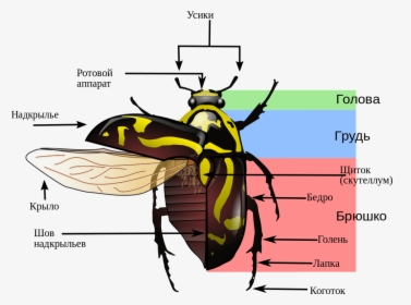 Transparent Lightning Bug Png - Variegated Mud Loving Beetle Diagram, Png Download, Transparent PNG