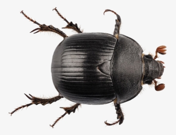 Black Beetle Png Transparent - Dung Beetle No Background, Png Download, Transparent PNG