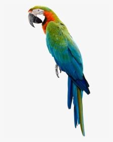 Parrot Png, Transparent Png, Transparent PNG