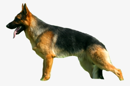 Sv Standard Zwinger - Old German Shepherd Dog, HD Png Download, Transparent PNG