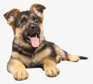 German Sheperd Puppy - German Shepherd Puppy Transparent, HD Png Download, Transparent PNG