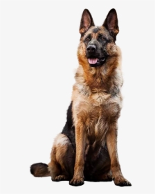 German Shepherd Png - German Shepherd Dog In Transparent Background, Png Download, Transparent PNG