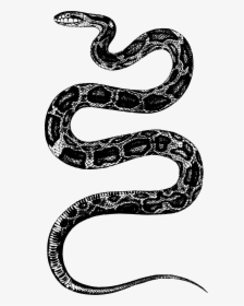 Transparent Snake Clip Art - Snake T Shirt Mens, HD Png Download, Transparent PNG
