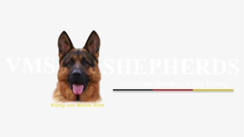 Transparent German Shepherd Puppy Png - Old German Shepherd Dog, Png Download, Transparent PNG