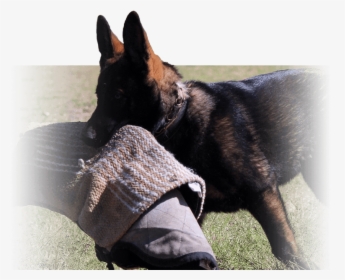 Transparent German Shepherd Puppy Png - Guard Dog, Png Download, Transparent PNG