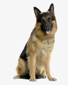 German Shepherd Dog Png, Transparent Png, Transparent PNG