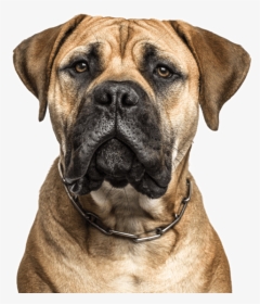 Clip Art Dogue De Bordeaux Puppies - Bullmastiff Cross Boxer, HD Png Download, Transparent PNG
