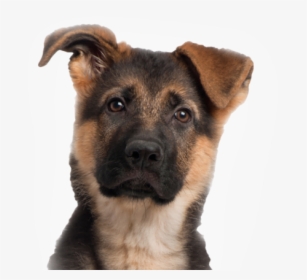 2 Months German Shepherd Puppy , Png Download - Dog With Cat Body, Transparent Png, Transparent PNG