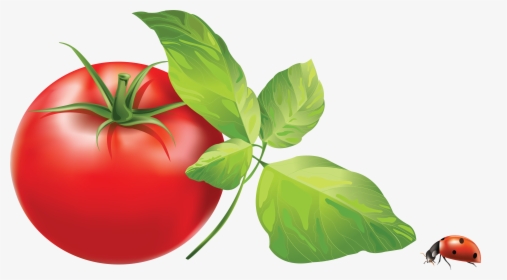 Tomato Png - Tomato Leaves Clip Art, Transparent Png, Transparent PNG