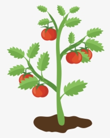 Tomato Plant Png - Tomato Plant Clipart Transparent, Png Download, Transparent PNG
