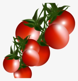 Transparent Vegetable Clipart - Tomato Plant Clipart Transparent, HD Png Download, Transparent PNG