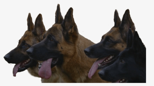 German Shepherd Guard Dog Png, Transparent Png, Transparent PNG