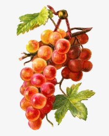 Gold Red Grapes Vine - Grape, HD Png Download, Transparent PNG