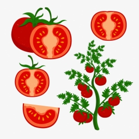 Clip Art Grow Tomatoes Transprent Png, Transparent Png, Transparent PNG