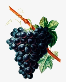 Bouquet Of Pansies, Black Grapes - Fruit And Flower Drawing, HD Png Download, Transparent PNG