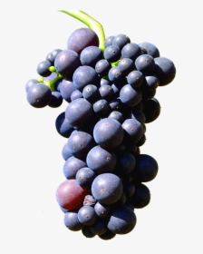 Illustration Isolated Grapes Henkel Grape - Grapes Isolated, HD Png Download, Transparent PNG