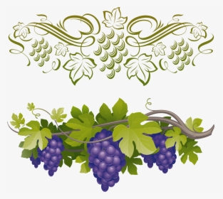 Transparent Green Grapes Clipart - Border Grapes Clipart Png, Png Download, Transparent PNG