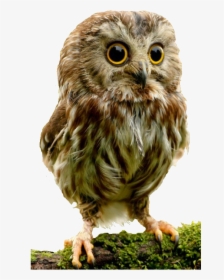 Owl Png - Baby Owl, Transparent Png, Transparent PNG