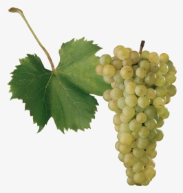 Grape Png Images - Odrody Viniča, Transparent Png, Transparent PNG