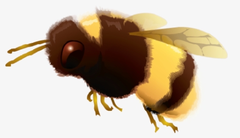 Clip Art Bumble Bee Png - Agave Worm Salt, Transparent Png, Transparent PNG