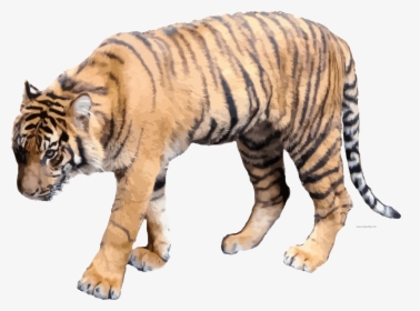 Soft Color Realistic Tigger Clipart Png Picture Download - Clip Art Realistic Tiger, Transparent Png, Transparent PNG
