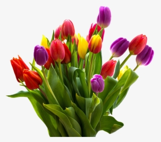 Easter Flower Png - Bunch Of Tulips Png, Transparent Png, Transparent PNG