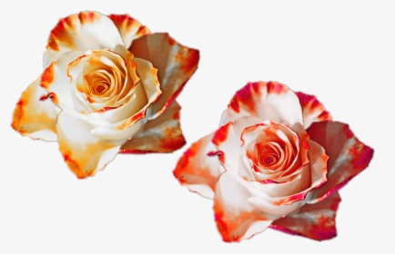 Rose Flower Png Nature Mixed Colors Flowers White Red - Rose Color Orange Transparent, Png Download, Transparent PNG