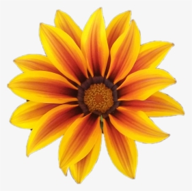 #fleur #flower #orange #orangeflower #fleurorange #nature - Ic 3 Gadda, HD Png Download, Transparent PNG