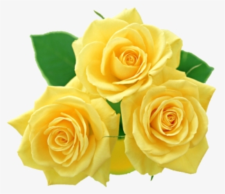 Clipart Yellow Collection Roses - Yellow Roses No Background, HD Png Download, Transparent PNG