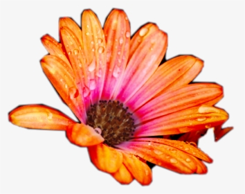 Transparent Peach Flowers Png - African Daisy, Png Download, Transparent PNG