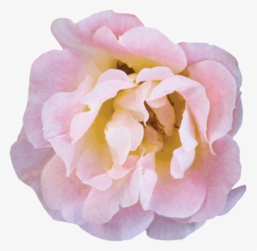 Peach Bloom - Floribunda, HD Png Download, Transparent PNG