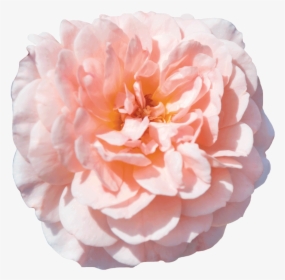 Apricot Drift® - Apricot Drift Rose, HD Png Download, Transparent PNG