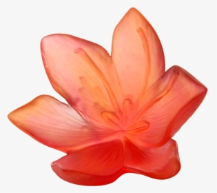 Lily, HD Png Download, Transparent PNG