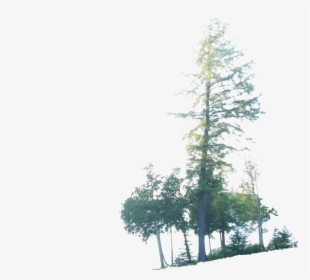 Red Pine, HD Png Download, Transparent PNG
