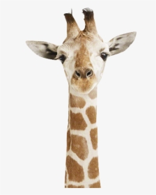 #cute #giraffe #animal#freetoedit - Happy Monday Don T Forget To Be Awesome, HD Png Download, Transparent PNG