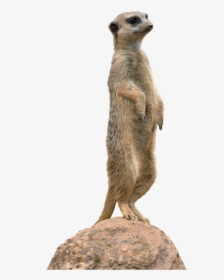 Meerkat Animal Mongoose Clip Art - Meerkat Png, Transparent Png, Transparent PNG