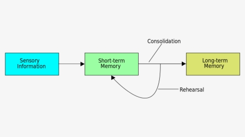 Memory Consolidation, HD Png Download, Transparent PNG