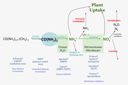 Illustration Of Nitrogen Loss Routes - Nitrification Inhibitors, HD Png Download, Transparent PNG