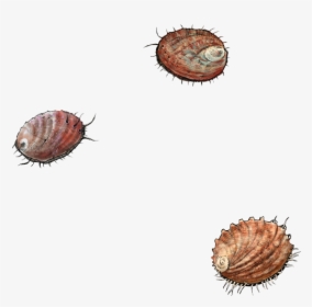 Cockle, HD Png Download, Transparent PNG