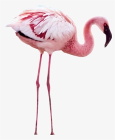 #пнг #flamengo #png #ekc #фламинго - Crimson Wing: The Mystery Of The Flamingos, Transparent Png, Transparent PNG