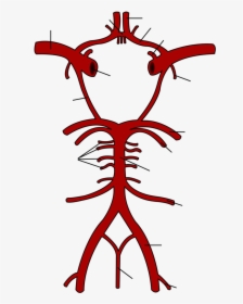 Common Carotid Artery - Circle Of Willis Diagram Unlabelled, HD Png Download, Transparent PNG