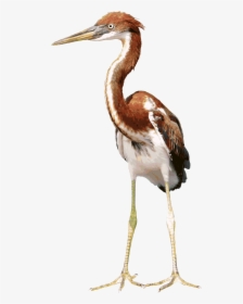 Download Heron Background Png - Crane Animal Animation, Transparent Png, Transparent PNG