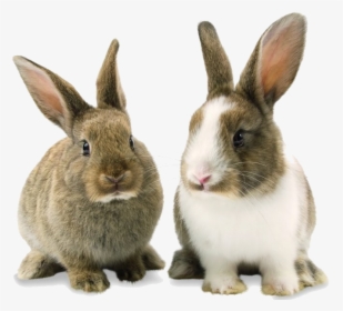 Rabbit Bunny Png Background Image - Rabbit Png, Transparent Png, Transparent PNG
