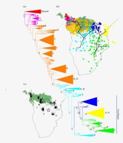 Bantu Phylogenetic Tree, HD Png Download, Transparent PNG