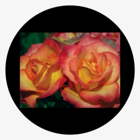 Apollo D - Antonakos - Amber Rose - Csds-8025 - Garden Roses, HD Png Download, Transparent PNG