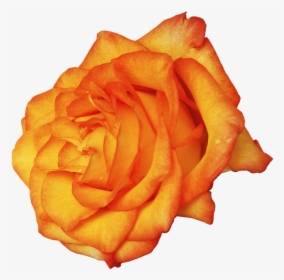 Transparent Amber Rose Png - Garden Roses, Png Download, Transparent PNG
