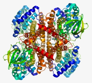 Protein Acad8 Pdb 1rx0 - Creative Arts, HD Png Download, Transparent PNG