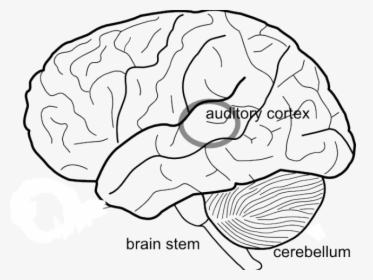 Transparent Brain Drawing Png - Brain Outline With Lobes, Png Download, Transparent PNG