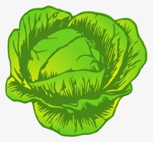 Cabbage Drawing - Cabbage Clipart, HD Png Download, Transparent PNG